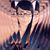 Ana Robinson's profile image