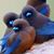 Allen Goodwin's profile image
