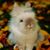 Jeannie Miyama's profile image