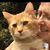 Frankie Kangas's profile image