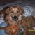 Sue Rigot's profile image