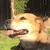 Raj Sarin's profile image