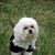 Angela K. Williams Papaleo's profile image