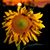 Kelly Carmichael's profile image