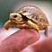 turtle's profile image