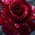 Christine Musto Lovelace's profile image
