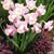 Trudy Hughes's profile image