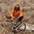 Cody Chipman's profile image