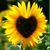 Alondita Perry's profile image