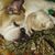 Tanya Callum's profile image