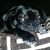 Jill Denice's profile image