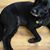 Kelley R. Syphers's profile image