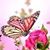 Allison Vermeylen's profile image