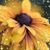 Karen Randall's profile image