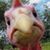Doug Delack's profile image