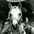 El Higuerense's profile image