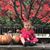 Annie Cooper Eglsaer's profile image