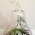 Itsy-Bitsy Botanicals's profile image