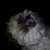 Andy Whalen's profile image