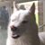Nicole Osmond's profile image