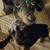 Dava Blake's profile image