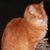 Meg Goldsmith's profile image