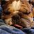 Louis Ciper's profile image