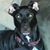 Laci Potter's profile image