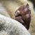 Alice A Phillips's profile image