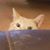Keith Thomas's profile image