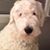 Robin Elliott's profile image
