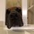 Milo Talon's profile image