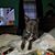 Keiona Foucha's profile image