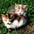 Judy Archer Cartmill's profile image