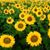 Susan Ventura Ahrens's profile image