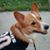 Dixie Lynn Meeks's profile image