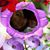 Nelly Bianca Blanco's profile image