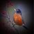 Robin Espinosa's profile image