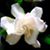 Joscelyn Allen's profile image