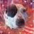 Charris Sheets's profile image