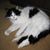 Bernie Borenstein's profile image