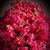 Tonia Morris Duerk's profile image