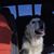 Desiree Burgnon's profile image