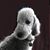 Merry Lichtenberger's profile image