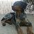 Pasquale Mancini's profile image
