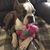 Jennifer Pentecost Gelber's profile image