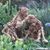 Lolo Daf's profile image