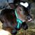 Richard James Webb's profile image