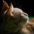 Jerry Peavy's profile image