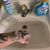 Susan Elliot's profile image